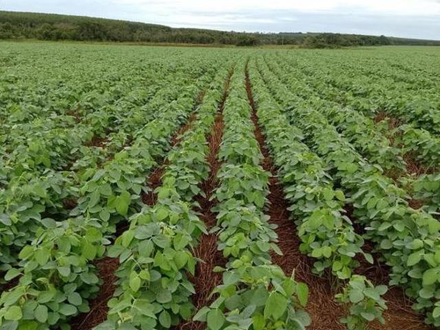 Sítio e chácara venda em Região Geográfica Imediata de Três Lagoas, Angélica