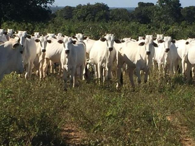 Sítio e chácara venda em Região Geográfica Imediata de Pirapora, Buritizeiro