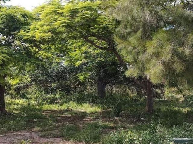 Sítio e chácara venda em Francisco Sá, Região Geográfica Intermediária de Montes Claros
