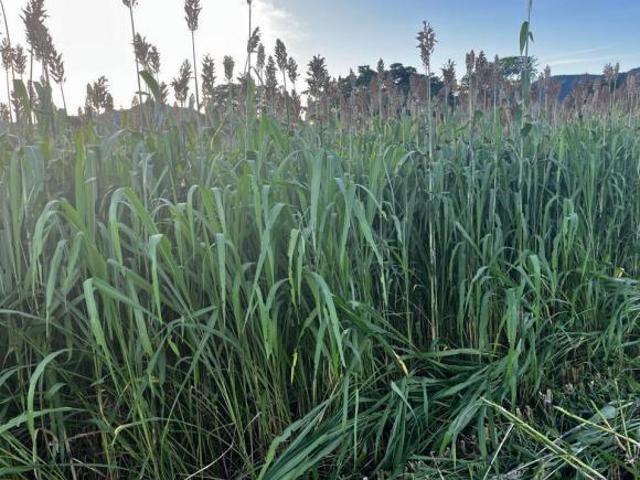 Sítio e chácara venda em Região Geográfica Imediata de Uruaçu - Niquelândia, Niquelândia