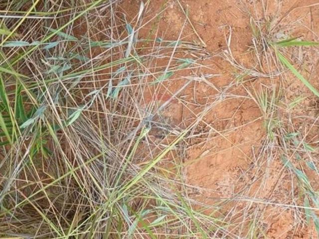 Sítio e chácara venda em Região Geográfica Imediata de Águas Lindas de Goiás, Região Integrada de Desenvolvimento do Distrito Federal e Entorno