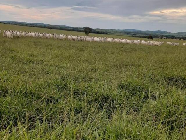 Sítio e chácara venda em Região Geográfica Imediata de Ceres - Rialma - Goianésia, Itapaci