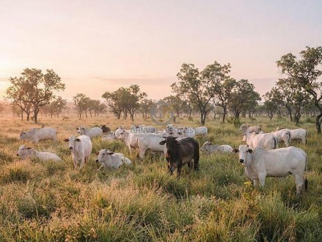 Sítio e chácara venda em Região Geográfica Imediata de Confresa - Vila Rica, São Felix do Araguaia