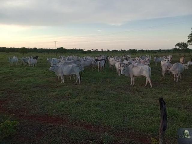 Sítio e chácara venda em Região Geográfica Imediata de Coxim, Mato Grosso do Sul