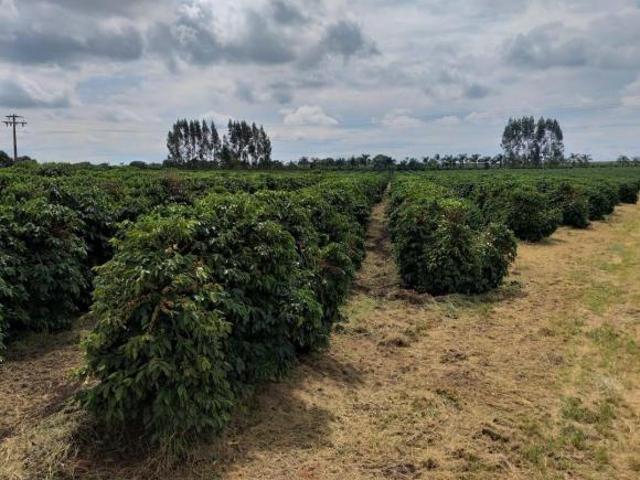 Sítio e chácara venda em Região Geográfica Imediata de Piumhi, Jerumenha