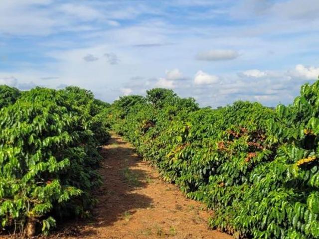 Sítio e chácara venda em Região Geográfica Imediata de Três Pontas - Boa Esperança, Coqueiral