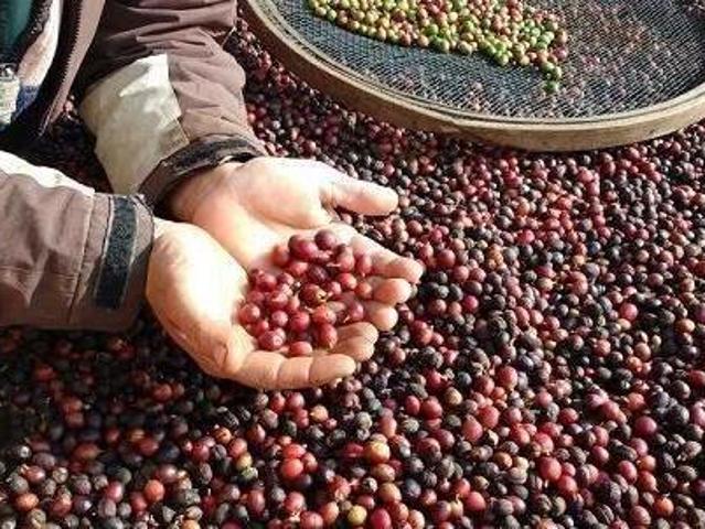 Sítio e chácara venda em Região Geográfica Imediata de Lavras, Bom Sucesso