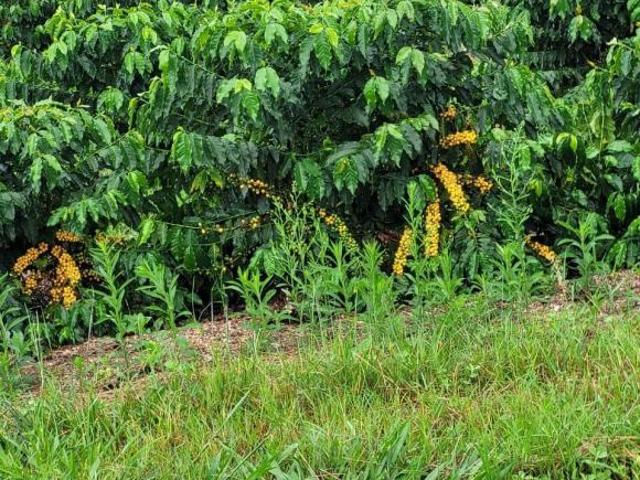 Sítio e chácara venda em Região Geográfica Imediata de Piumhi, Capitólio