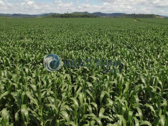 Sítio e chácara venda em Região Geográfica Imediata de Ponte Nova, Ponte Nova