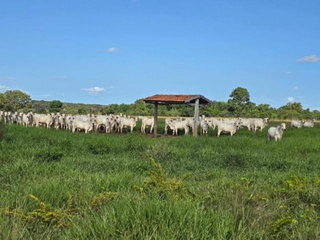 Sítio e chácara venda em Região Geográfica Imediata de Porangatu, Mundo Novo