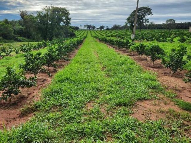 Sítio e chácara venda em Região Imediata de São José do Rio Preto, Região Metropolitana de São José do Rio Preto