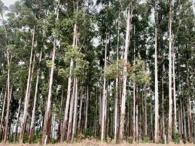 Sítio e chácara venda em Região Geográfica Imediata de Santo Antônio da Platina, Tomazina