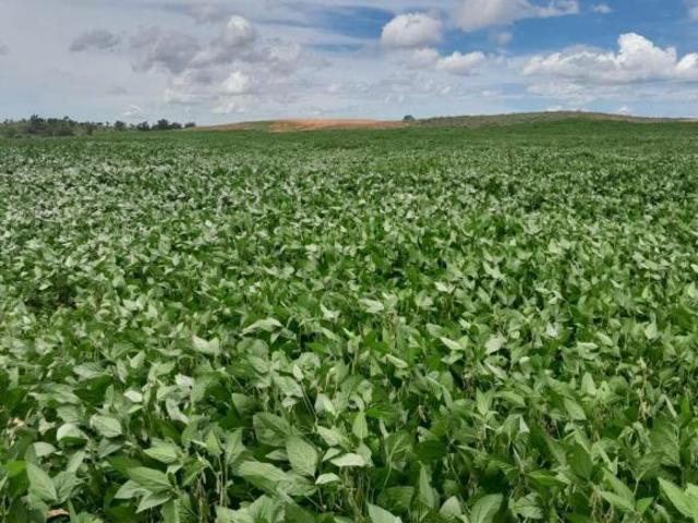 Sítio e chácara venda em Região Geográfica Imediata de Posse-Campos Belos, São Domingos
