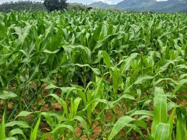 Sítio e chácara venda em Colinas do Sul, Região Geográfica Intermediária de Porangatu-Uruaçu