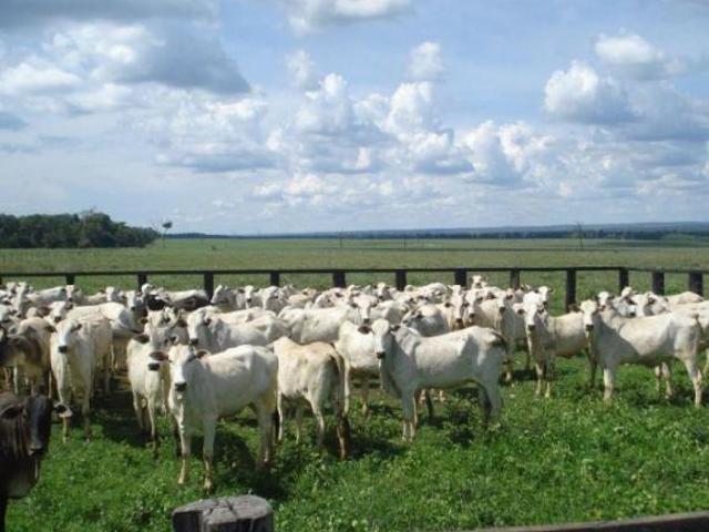 Sítio e chácara venda em Região Geográfica Imediata de Diamantino, Diamantino