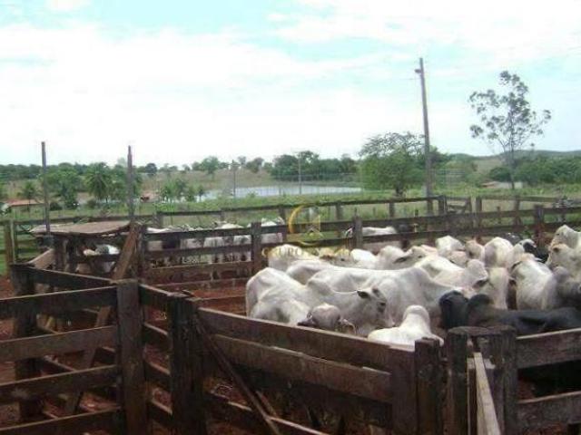 Sítio e chácara venda em Região Geográfica Imediata de Porangatu, Mundo Novo