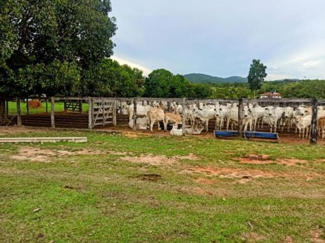 Sítio e chácara venda em Região Geográfica Imediata de Uruaçu - Niquelândia, Colinas do Sul