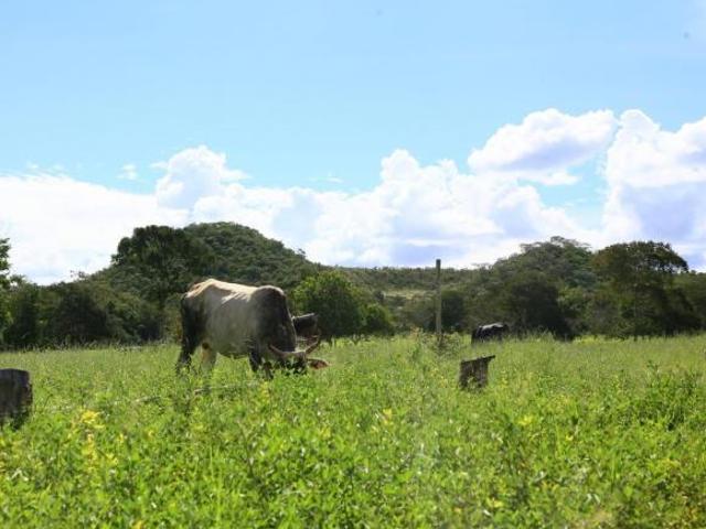 Sítio e chácara venda em Região Geográfica Imediata de Garanhuns, Região Nordeste