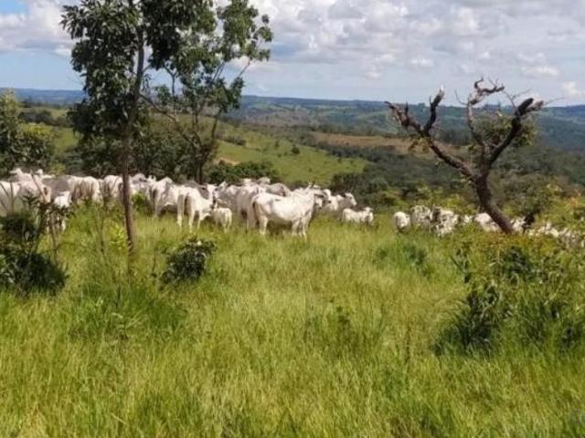 Sítio e chácara venda em Região Geográfica Imediata de Goiânia, Goiânia