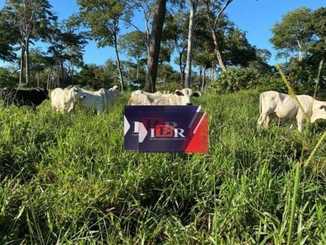Sítio e chácara venda em Região Geográfica Imediata de Coxim, Alcinópolis
