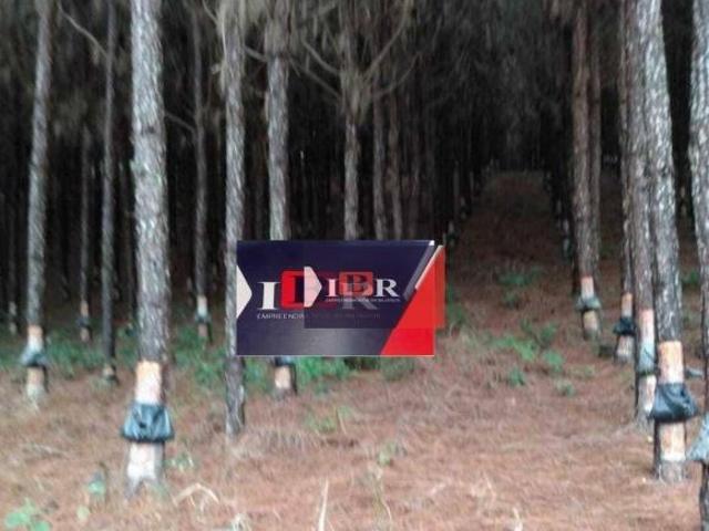 Sítio e chácara venda em Região Imediata de Itapeva, Barra do Chapéu