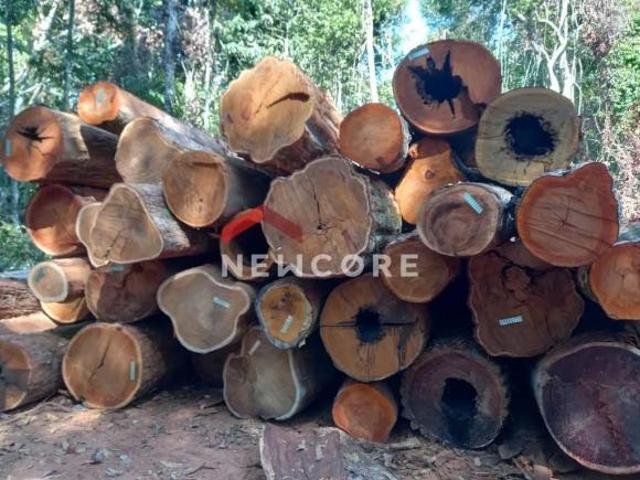 Sítio e chácara venda em Região Geográfica Imediata de Tangará da Serra, Brasnorte