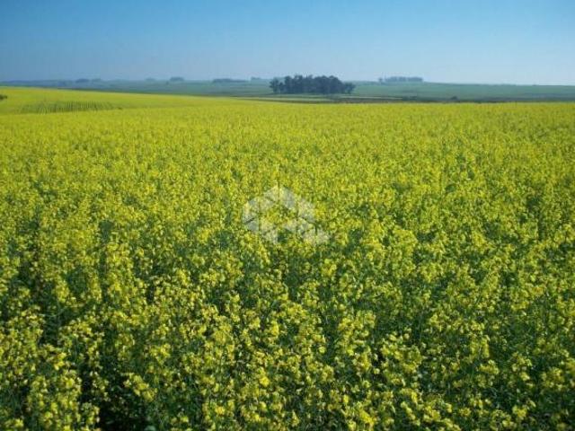 Sítio e chácara venda em Região Geográfica Imediata de Goiás - Itapuranga, Nova Crixás