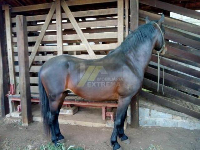 Sítio e chácara venda em Centro, Cambuí