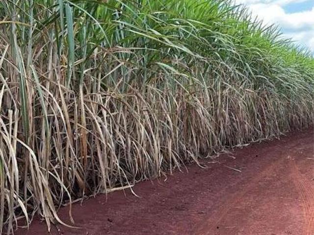 Sítio e chácara venda em Região Imediata de Barretos, Barretos