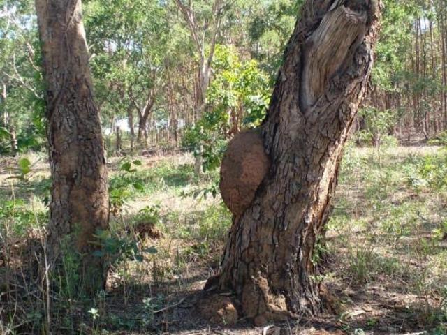 Sítio e chácara venda em Região Geográfica Imediata de Divinópolis, Cláudio