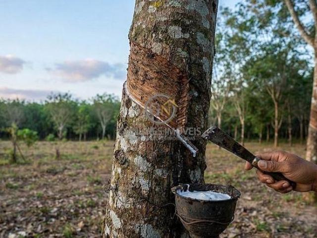 Sítio e chácara venda em Cocalinho, Região Geográfica Intermediária de Barra do Garças