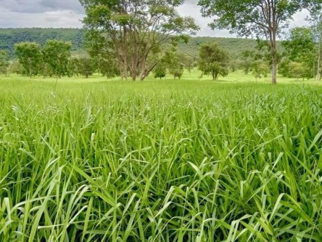 Sítio e chácara venda em Região Geográfica Imediata de Curvelo, Corinto