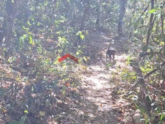 Sítio e chácara venda em Região Geográfica Imediata de Flores de Goiás, Alto Paraíso de Goiás