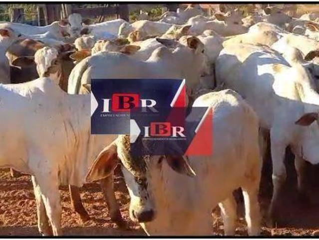 Sítio e chácara venda em Região Geográfica Imediata de Barra do Garças, General Carneiro