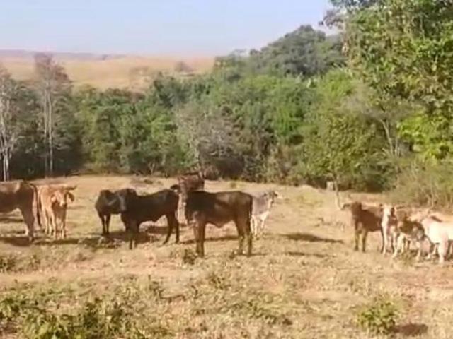 Sítio e chácara venda em Região Geográfica Imediata de Águas Lindas de Goiás, Região Integrada de Desenvolvimento do Distrito Federal e Entorno