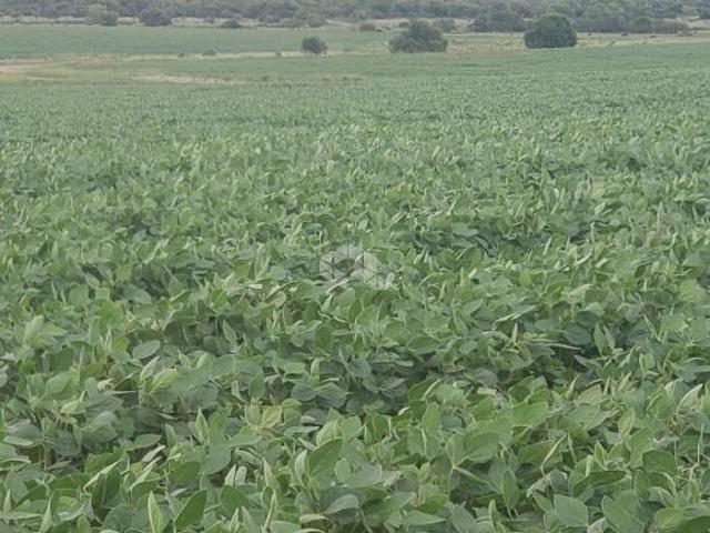 Sítio e chácara venda em Região Geográfica Imediata de Bagé, Bagé