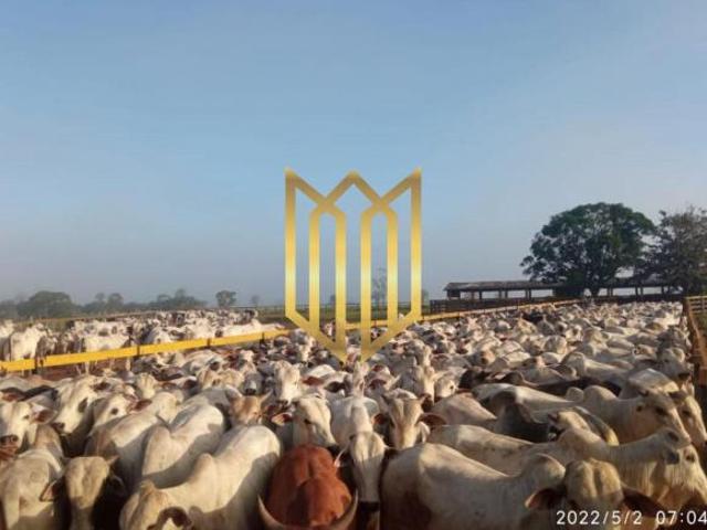 Sítio e chácara venda em Região Geográfica Imediata de Juara, Juara