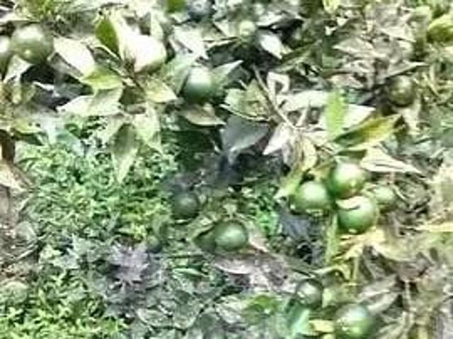 Sítio e chácara venda em Região Imediata de São Paulo, Região Metropolitana de São Paulo