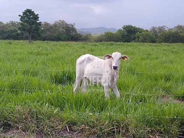Fazenda venda em Região Geográfica Imediata de Rio Bonito, Silva Jardim