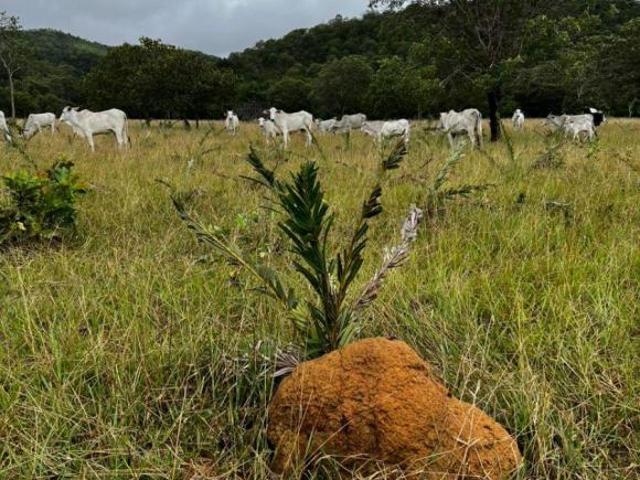 Sítio e chácara venda em Região Geográfica Imediata de Porangatu, Minaçu