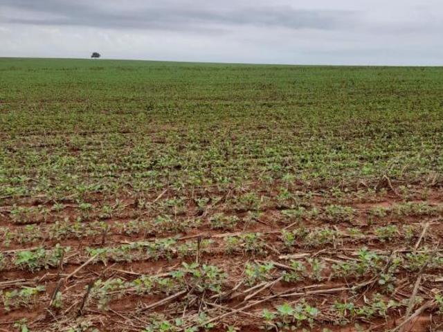 Sítio e chácara venda em Região Geográfica Imediata de Posse-Campos Belos, Monte Alegre de Goiás
