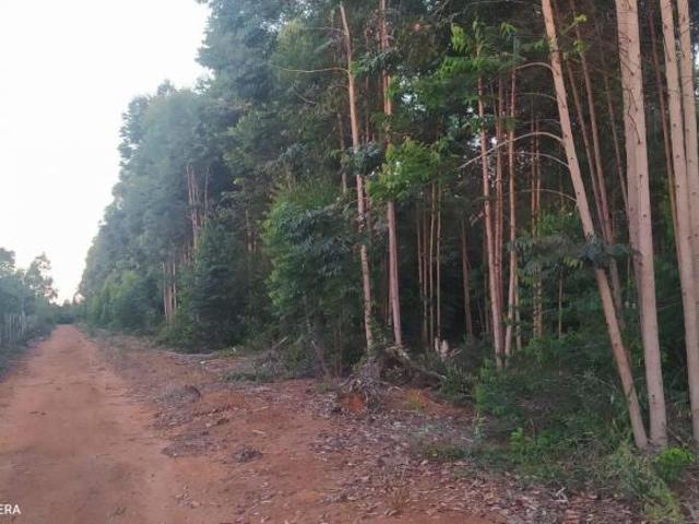 Sítio e chácara venda em Região Geográfica Imediata de Teófilo Otoni, Novo Cruzeiro