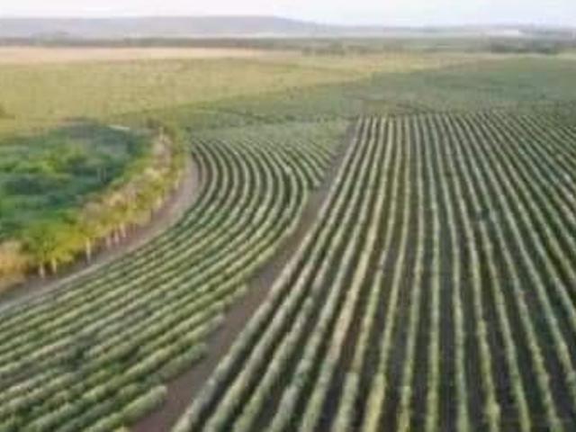 Sítio e chácara venda em Região Geográfica Imediata do Distrito Federal, Região Integrada de Desenvolvimento do Distrito Federal e Entorno