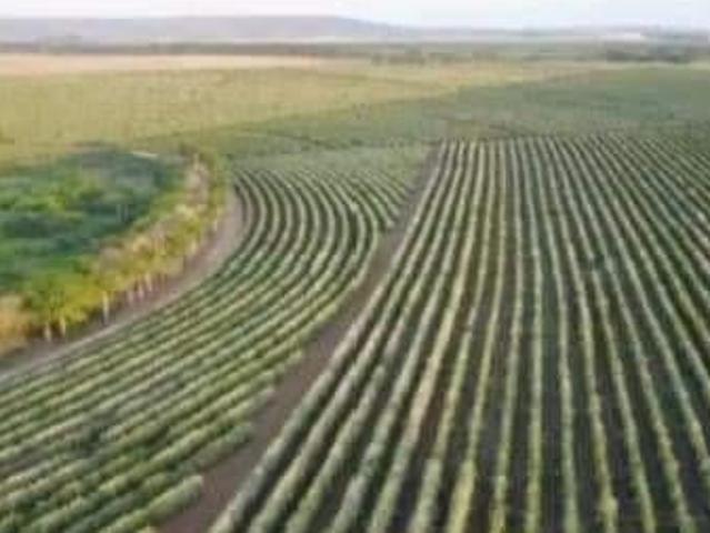 Sítio e chácara venda em Região Geográfica Imediata do Distrito Federal, Região Integrada de Desenvolvimento do Distrito Federal e Entorno