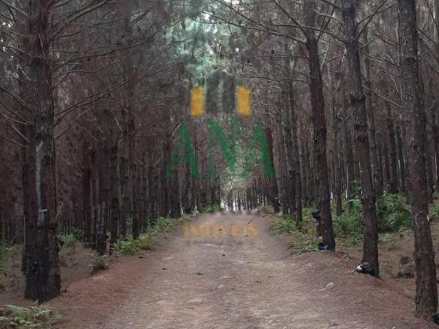 Sítio e chácara venda em São Miguel Arcanjo