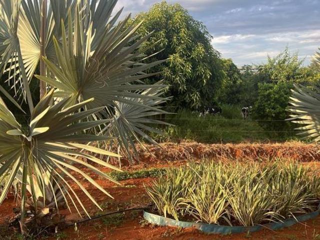 Sítio e chácara venda em Região Geográfica Imediata de Dores do Indaiá, Pompéu