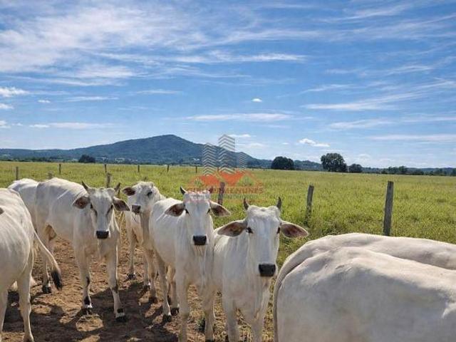 Sítio e chácara venda em Região Geográfica Imediata de Porangatu, Porangatu