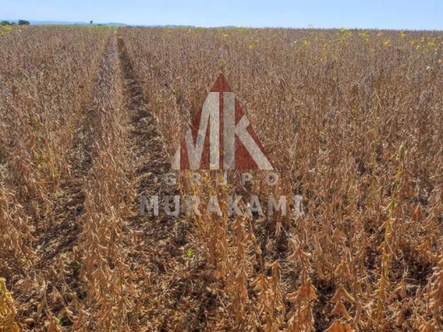 Fazenda venda em Região Geográfica Imediata de Campo Mourão, Roncador