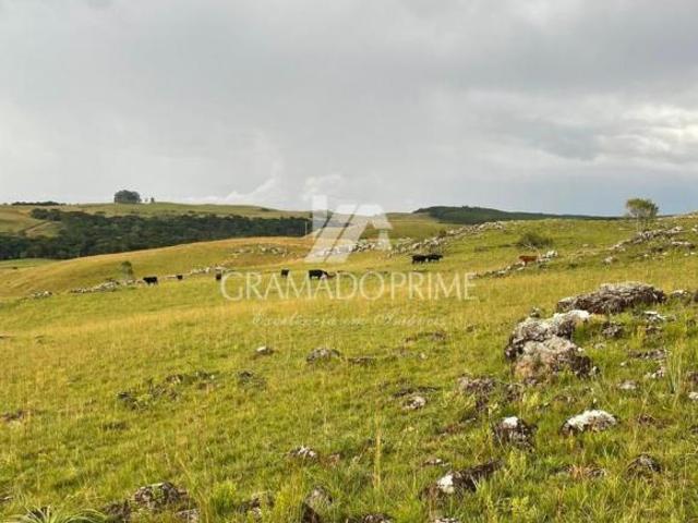 Sítio e chácara venda em Britadeira, São Francisco de Paula