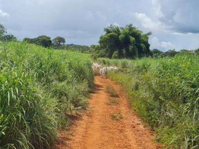 Sítio e chácara venda em Região Geográfica Imediata de Porangatu, São Miguel do Araguaia